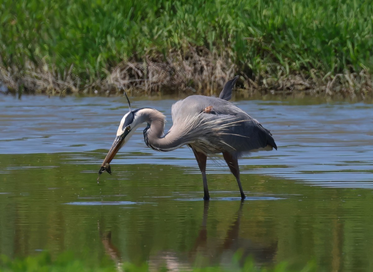 Great Blue Heron - Constance Vigno