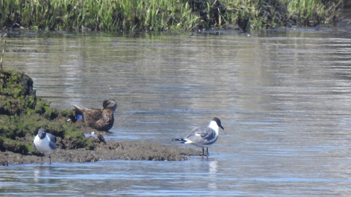 American Black Duck - ML618301375