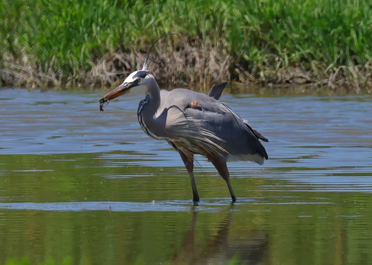 Great Blue Heron - ML618301380