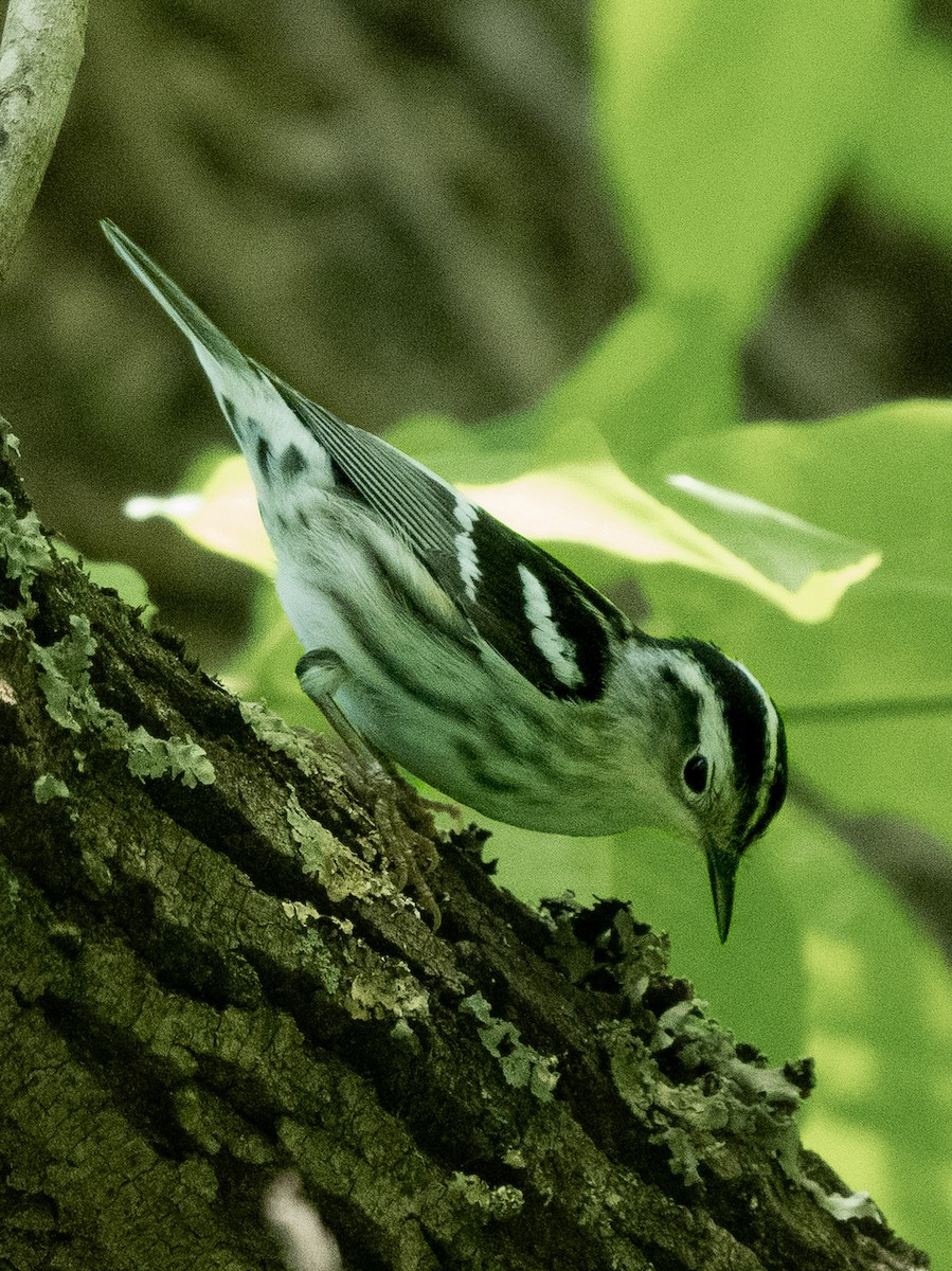 Black-and-white Warbler - ML618301390