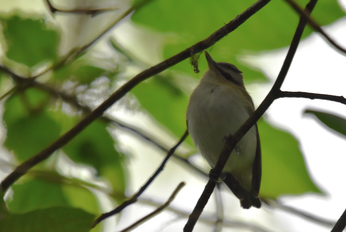 Kızıl Gözlü Vireo - ML618301398