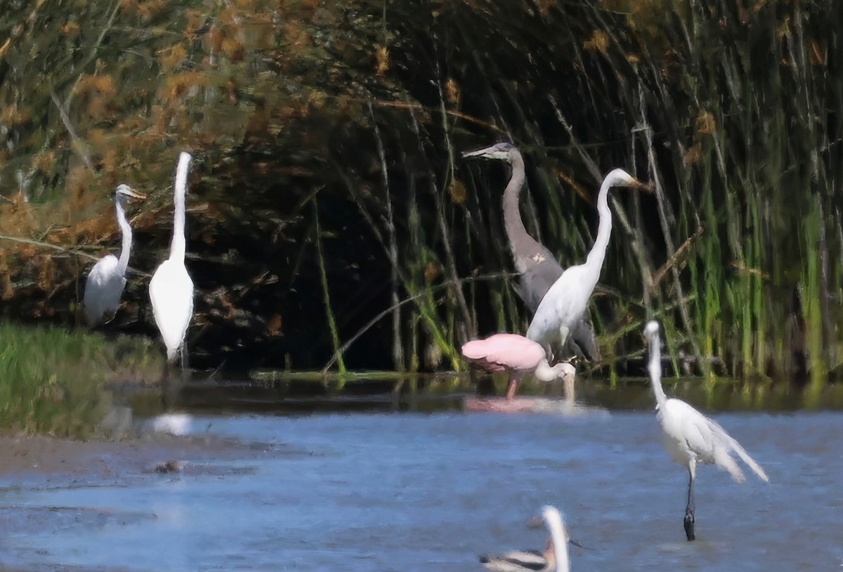 Roseate Spoonbill - ML618301399