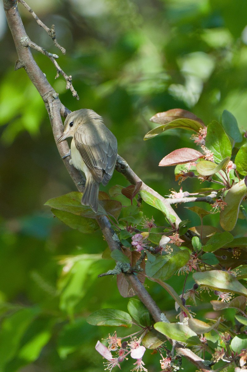 Warbling Vireo (Eastern) - ML618301411