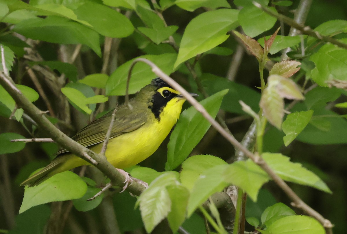 Kentucky Warbler - ML618301417