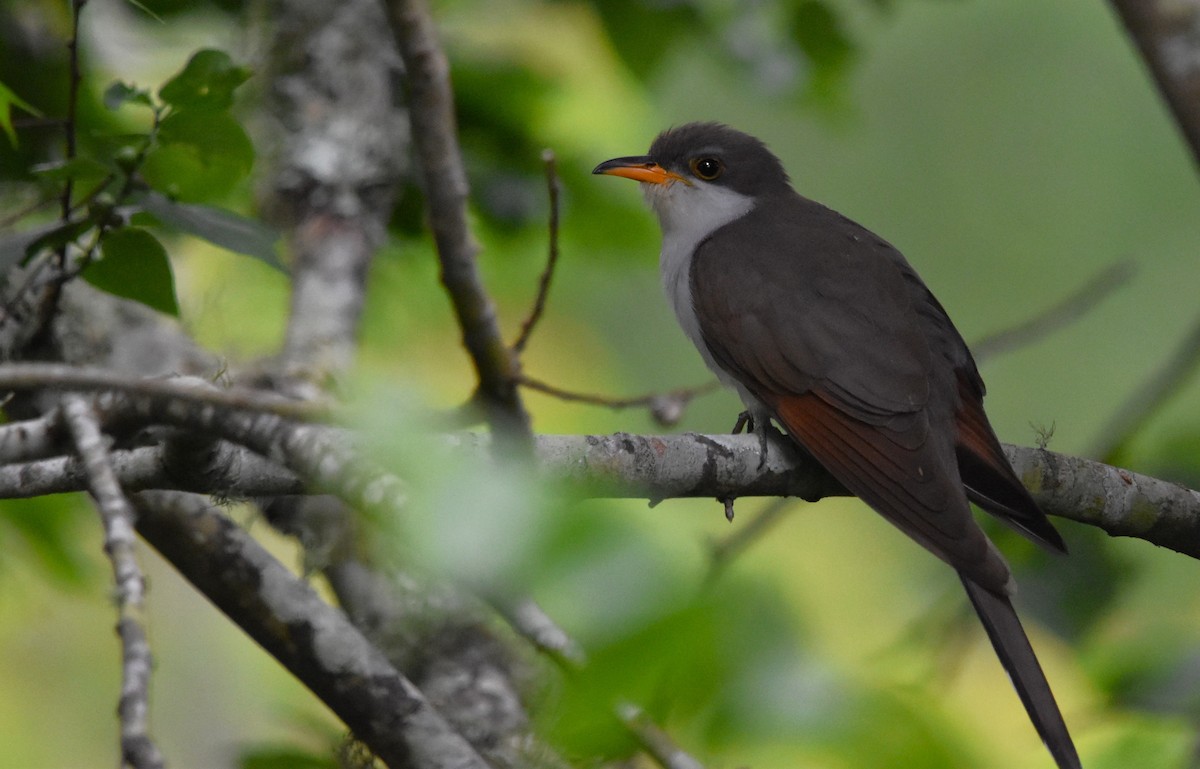 Yellow-billed Cuckoo - ML618301425