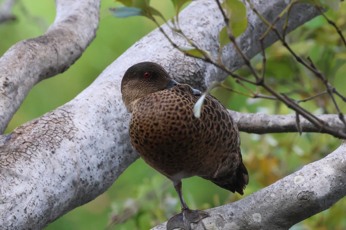 Chestnut Teal - Dennis Devers