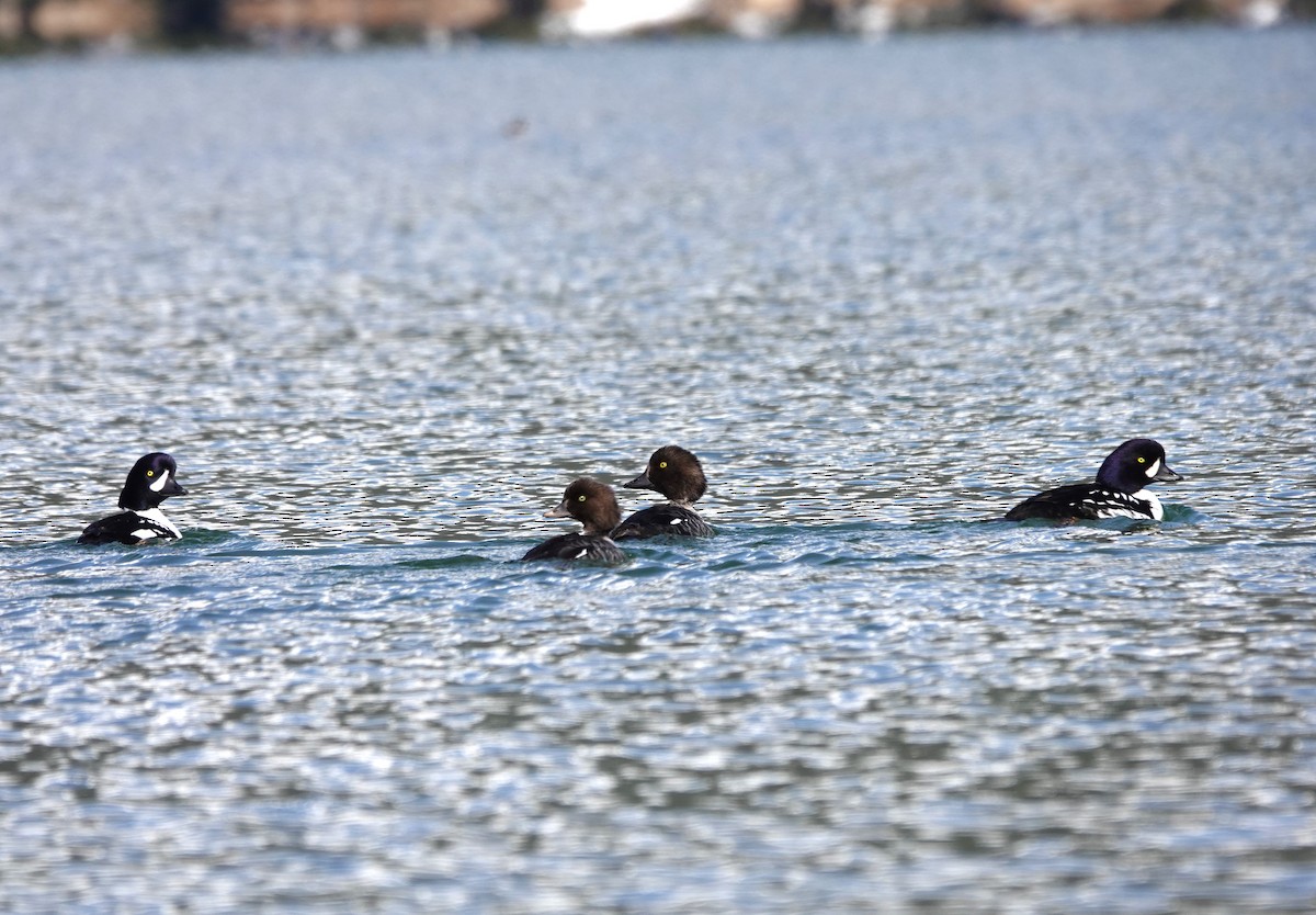 Barrow's Goldeneye - ML618301447