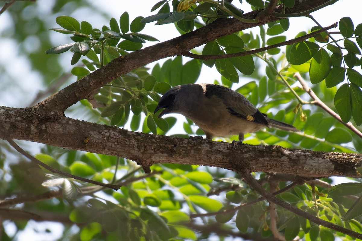 Yellow-winged Tanager - Niels Geelen