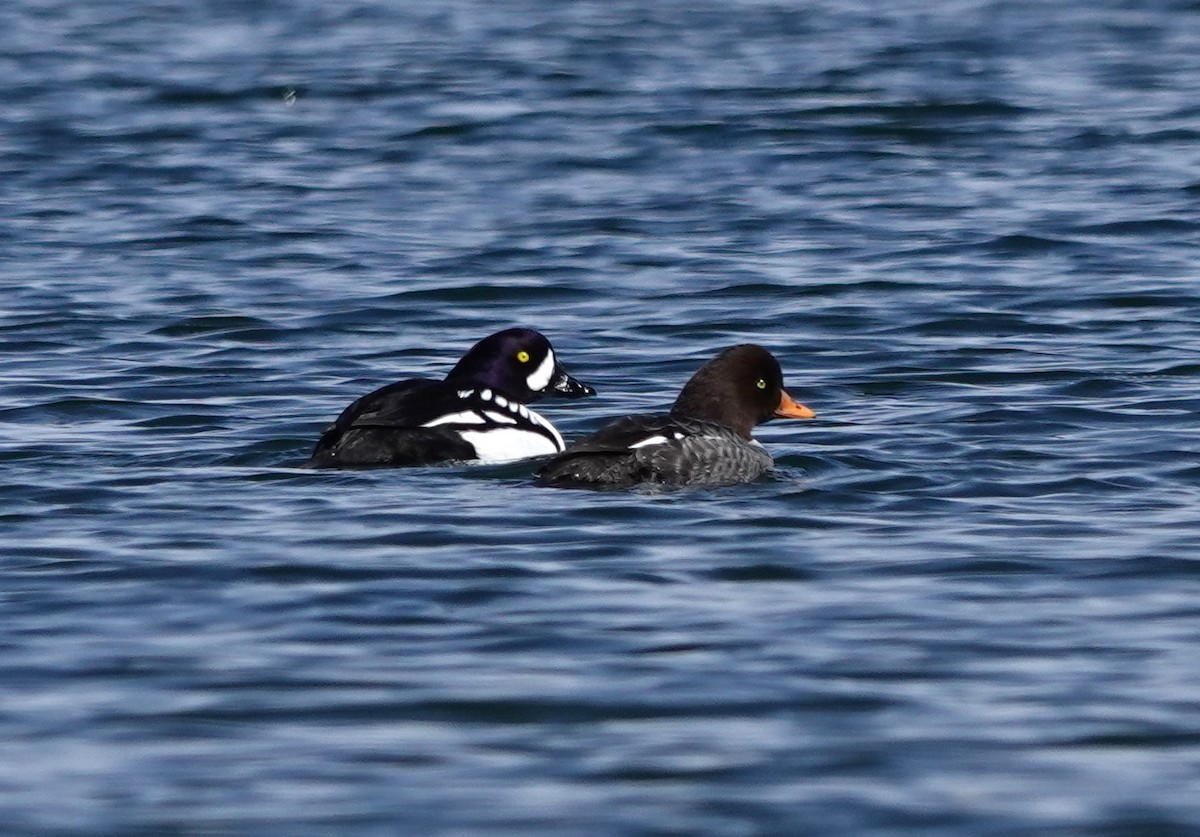 Barrow's Goldeneye - Matthew Hunter