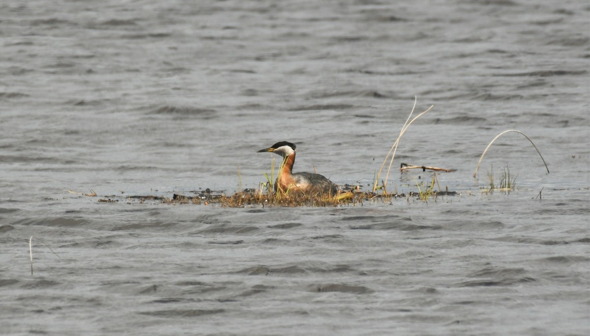 Red-necked Grebe - ML618301477