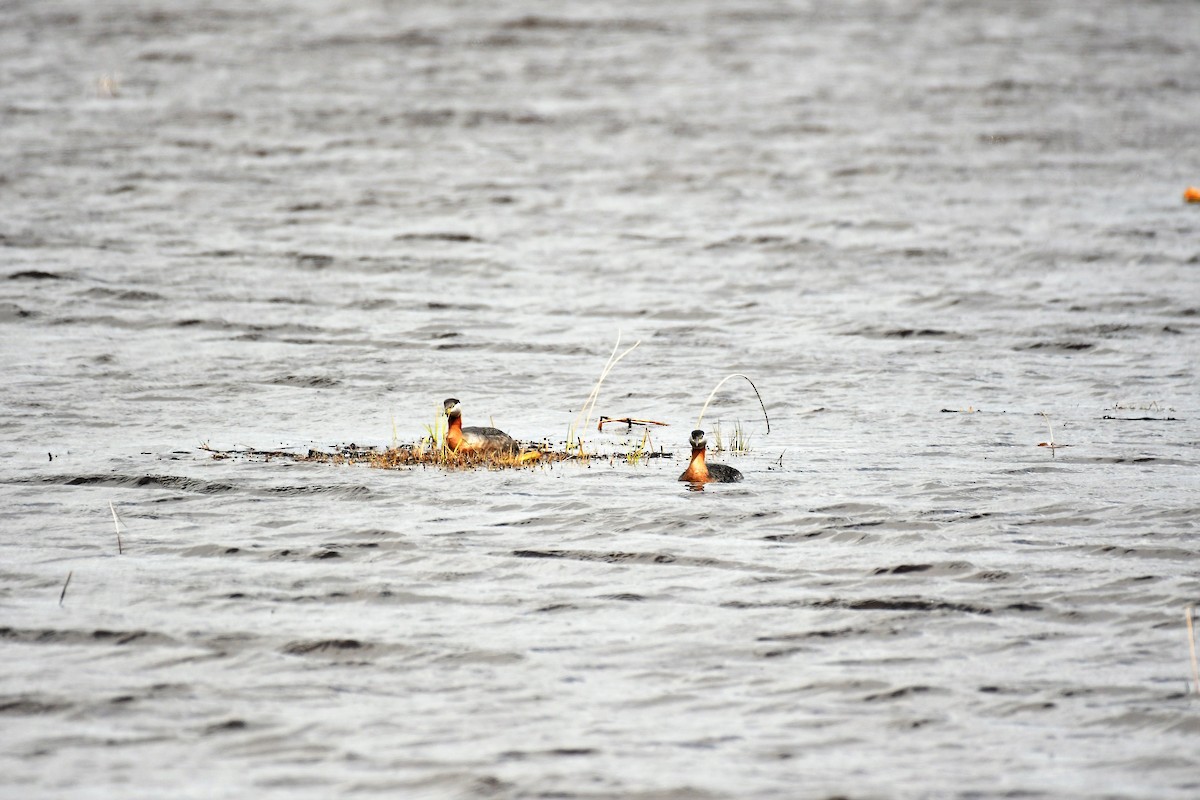 Red-necked Grebe - ML618301483