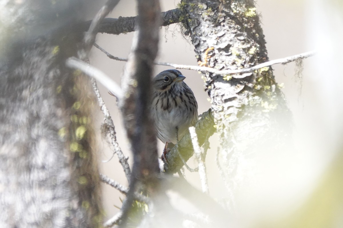 Lincoln's Sparrow - ML618301509