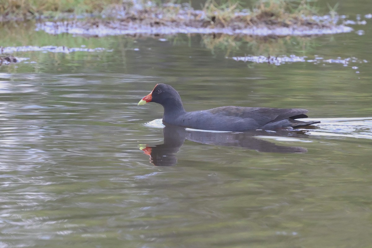 Dusky Moorhen - Dennis Devers