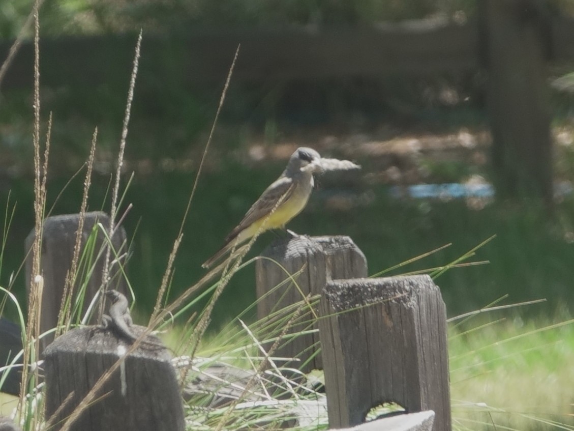 Cassin's Kingbird - ML618301535