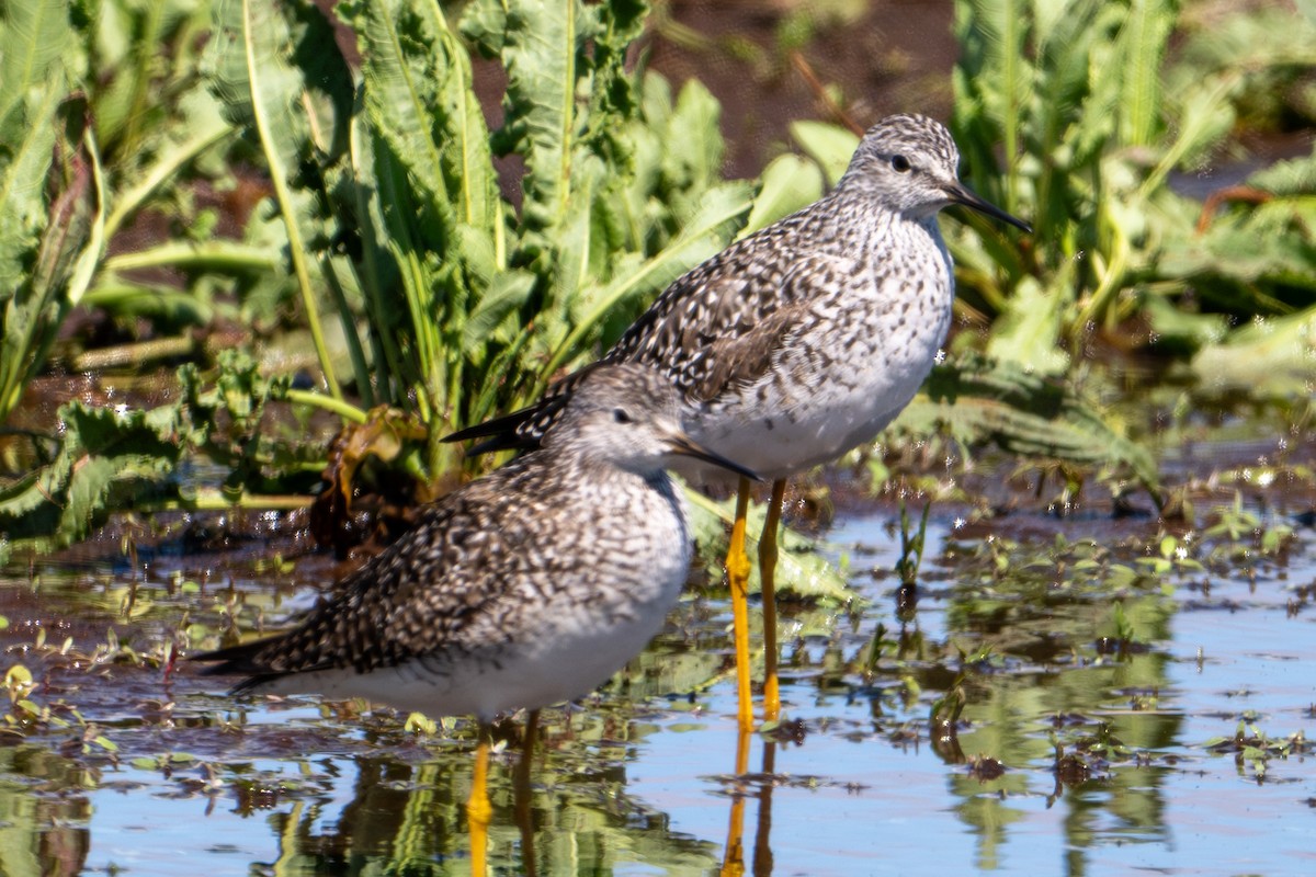 Lesser Yellowlegs - ML618301539