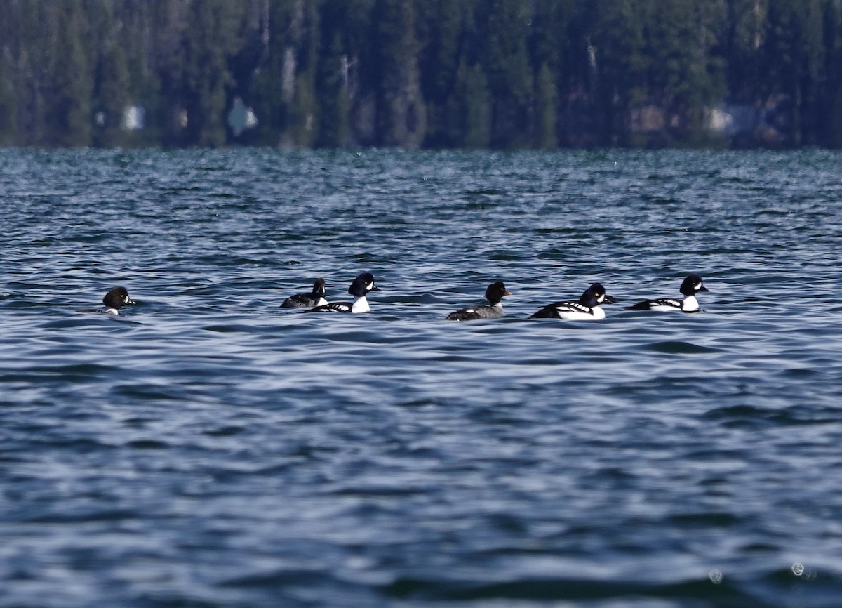 Barrow's Goldeneye - ML618301543