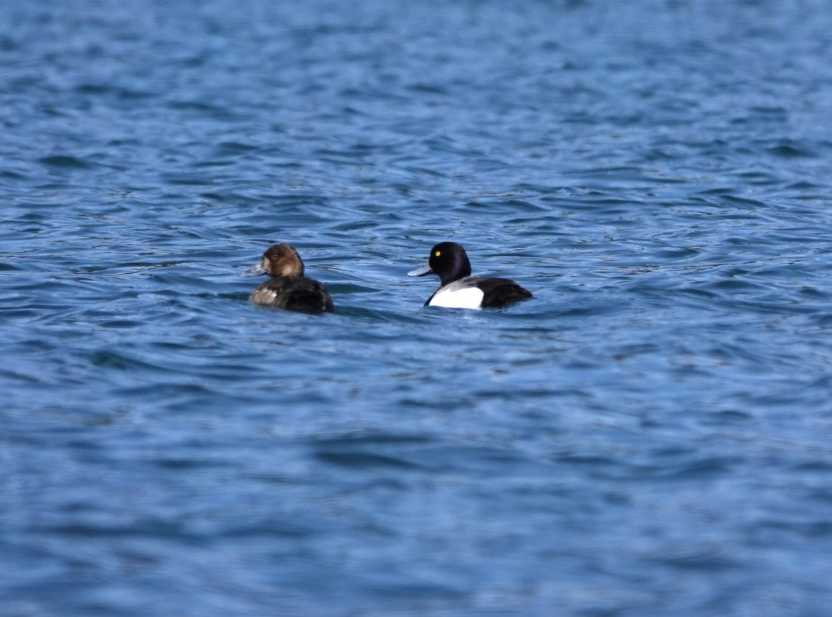 Lesser Scaup - ML618301588