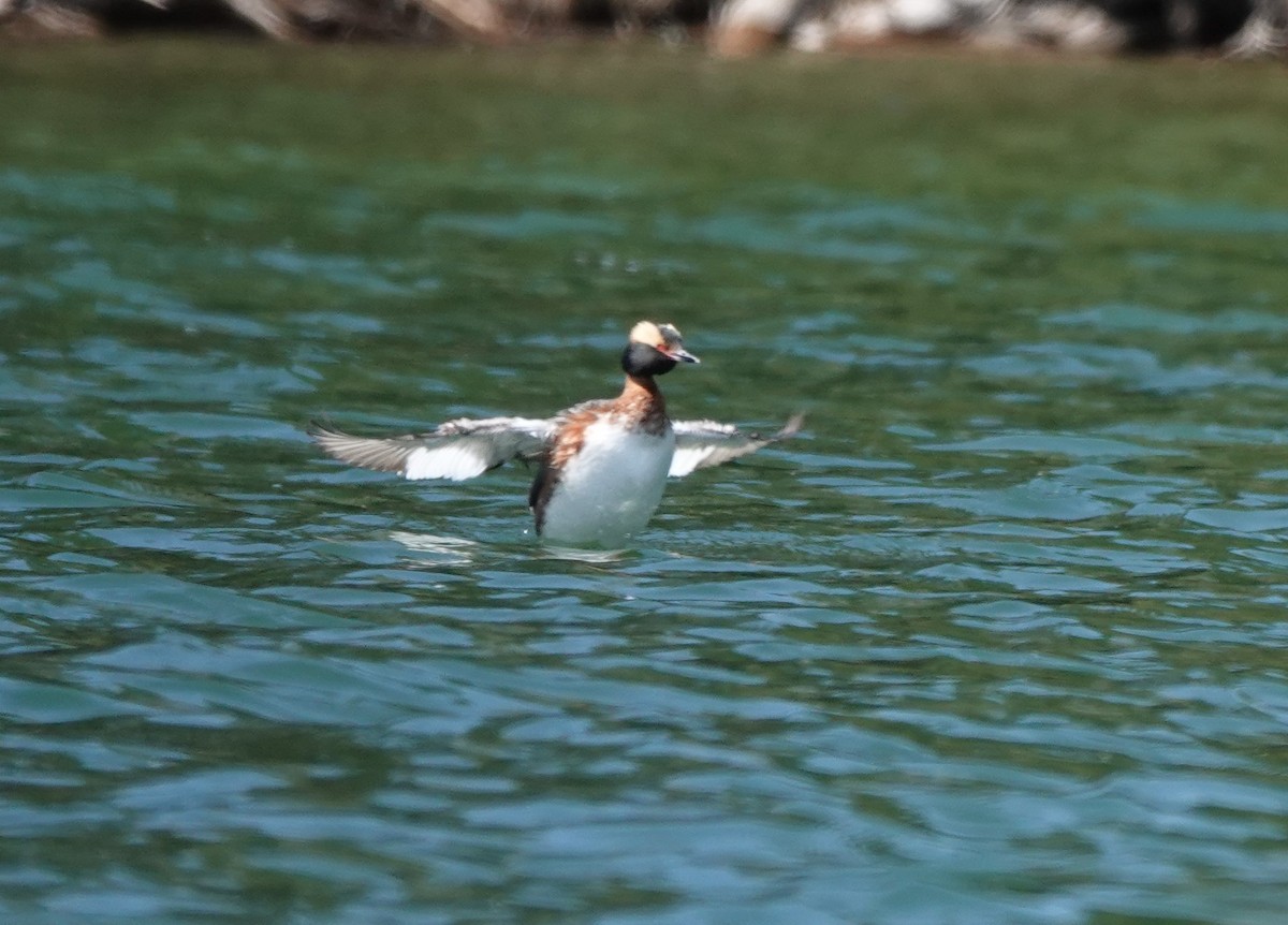 Horned Grebe - ML618301653