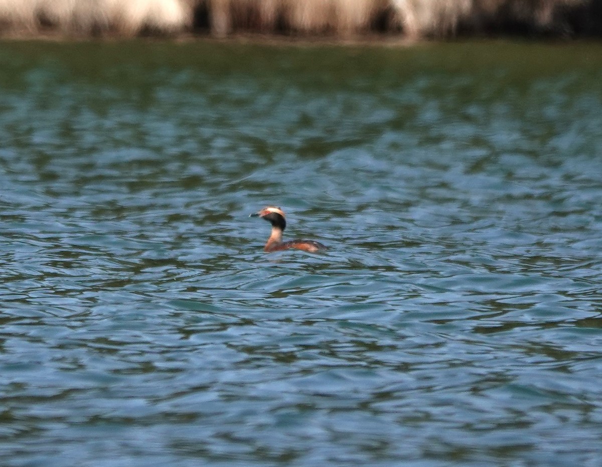 Horned Grebe - Matthew Hunter