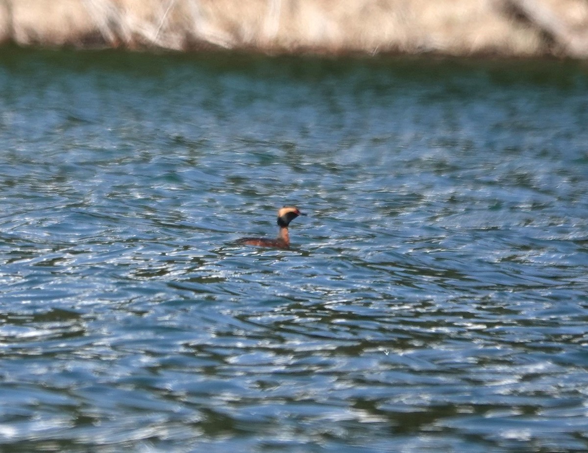 Horned Grebe - Matthew Hunter