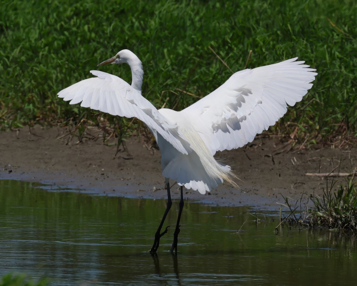 Great Egret - Constance Vigno