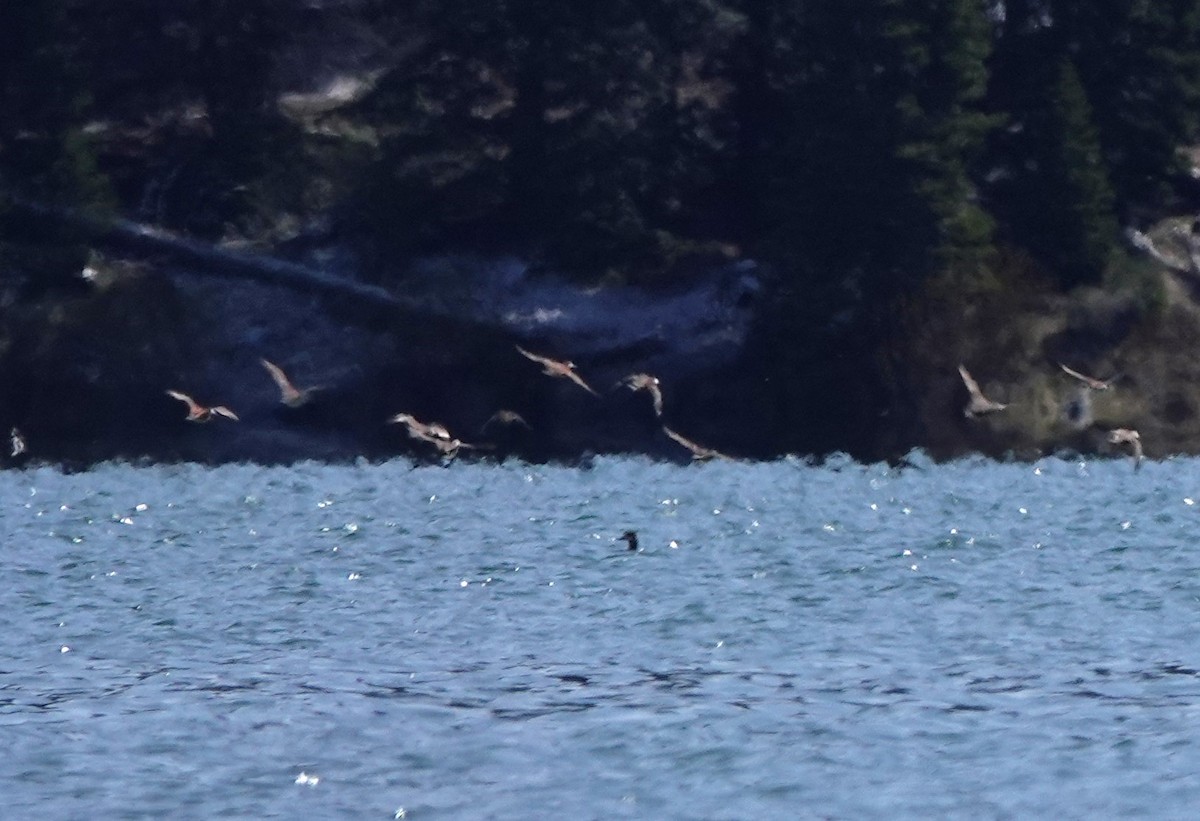 Ruddy Duck - ML618301676