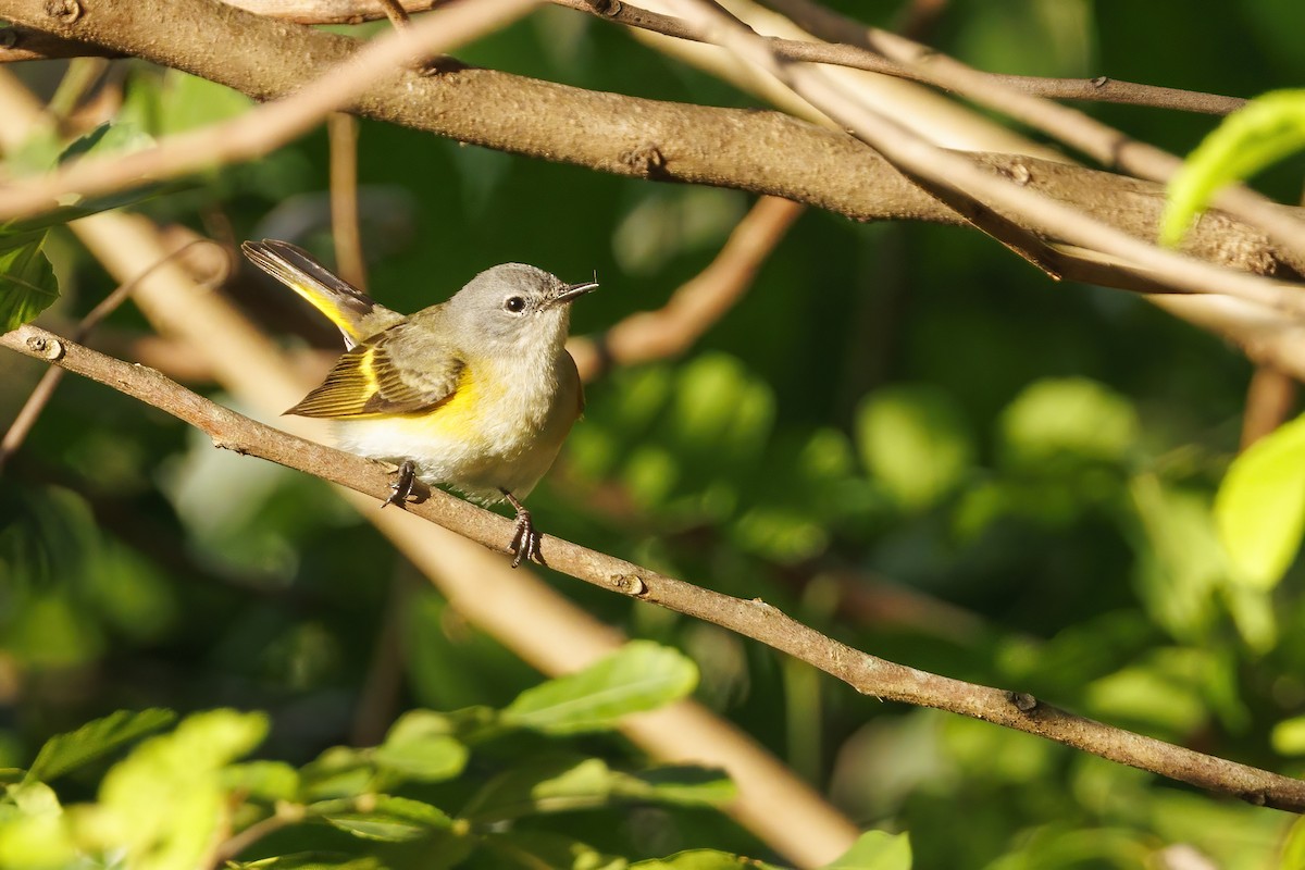 American Redstart - ML618301677