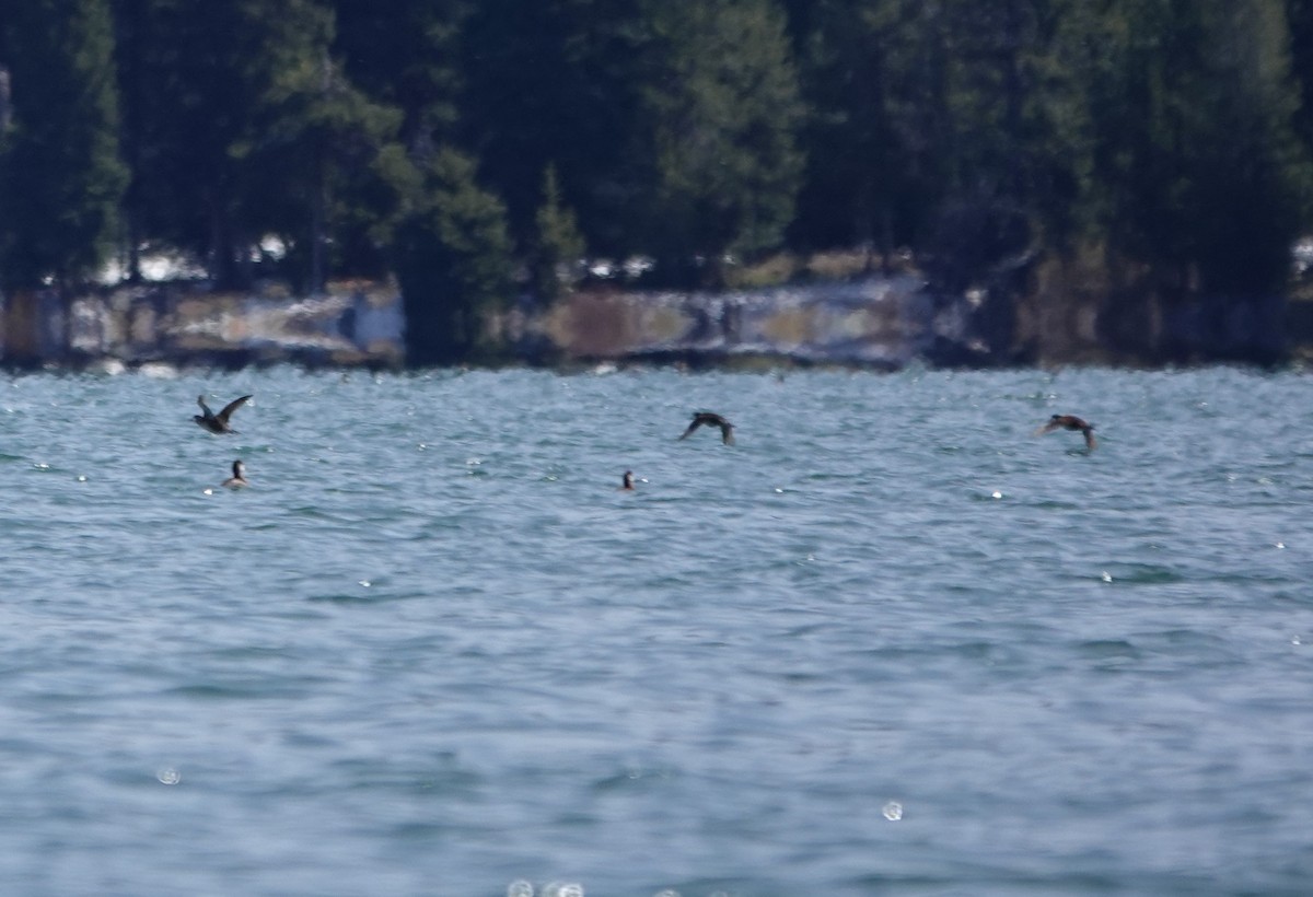 Ruddy Duck - ML618301691