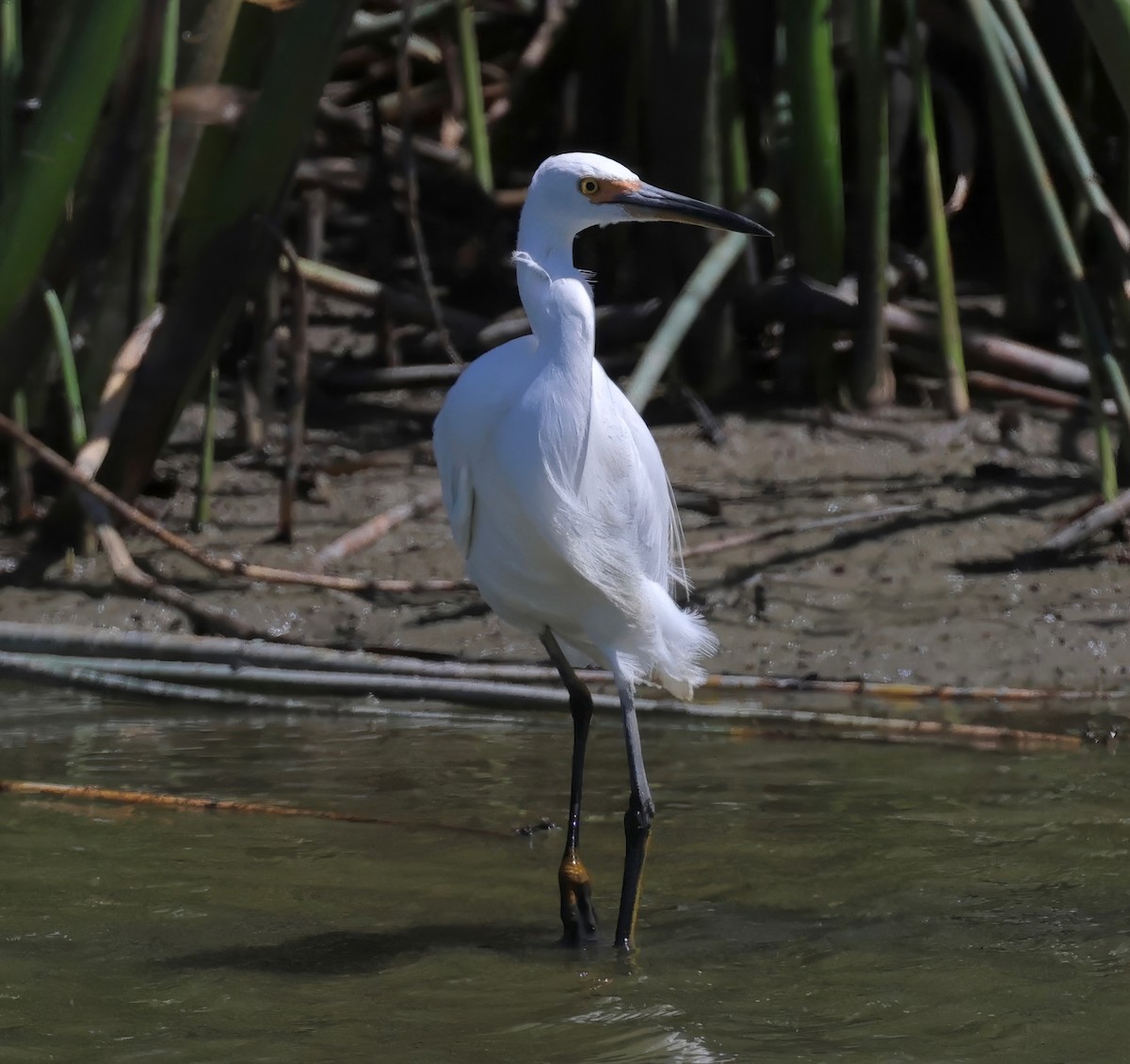 Snowy Egret - ML618301697