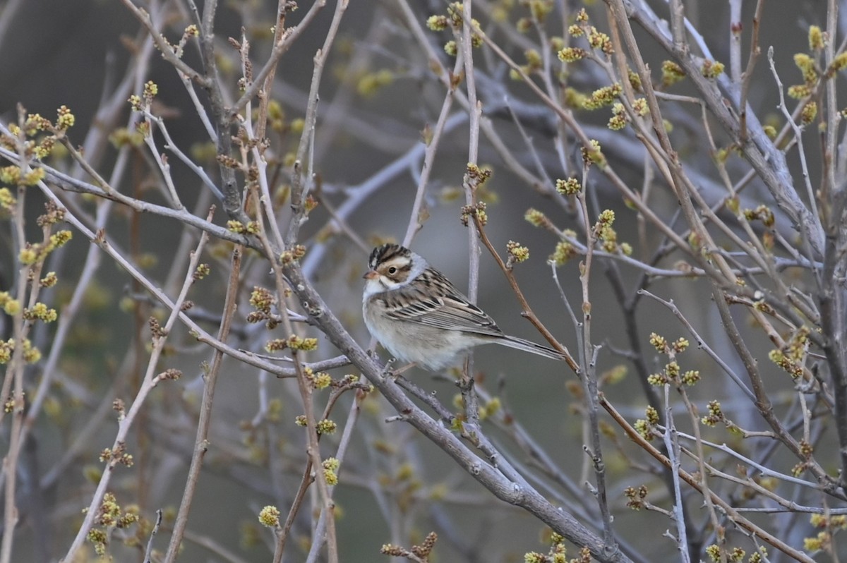 Clay-colored Sparrow - ML618301732