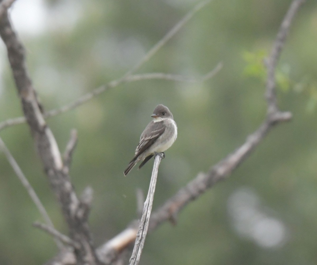 Olive-sided Flycatcher - ML618301737