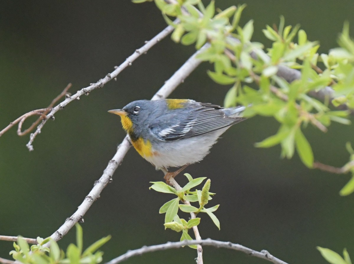 Northern Parula - ML618301743