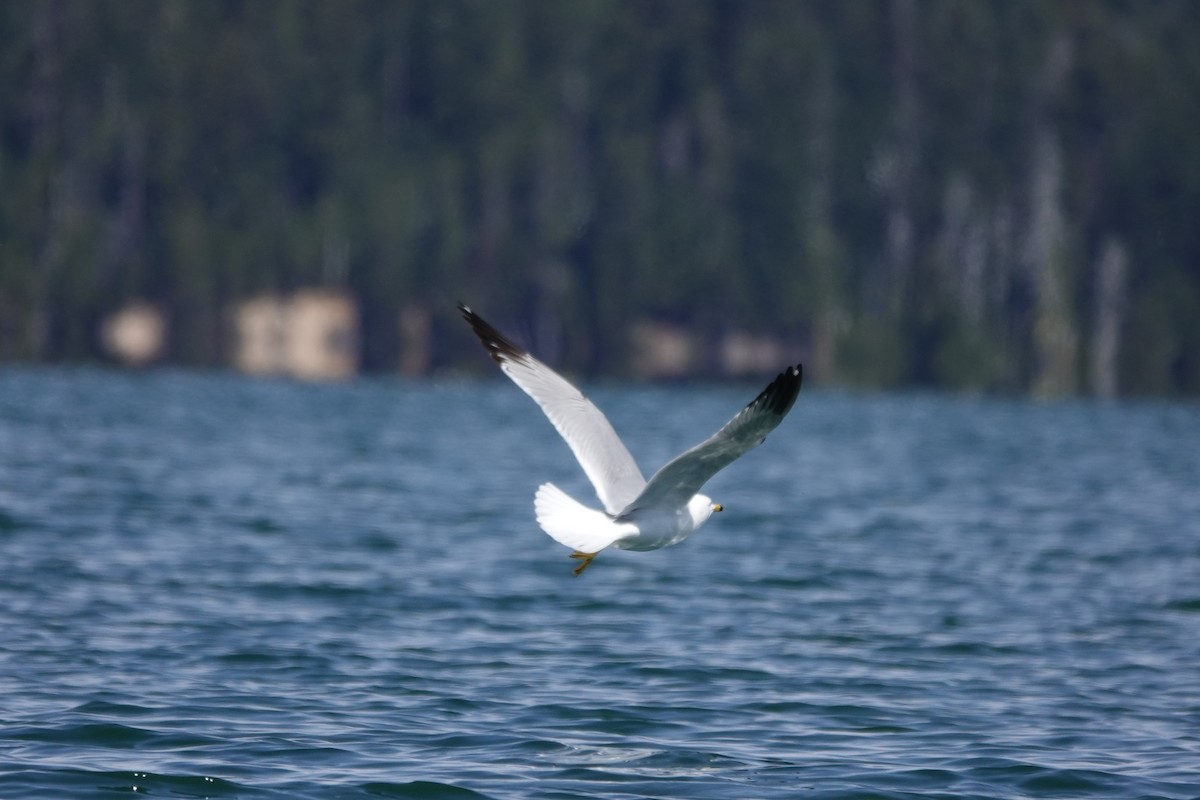 Ring-billed Gull - ML618301746