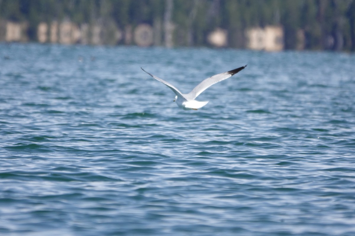 Ring-billed Gull - Matthew Hunter