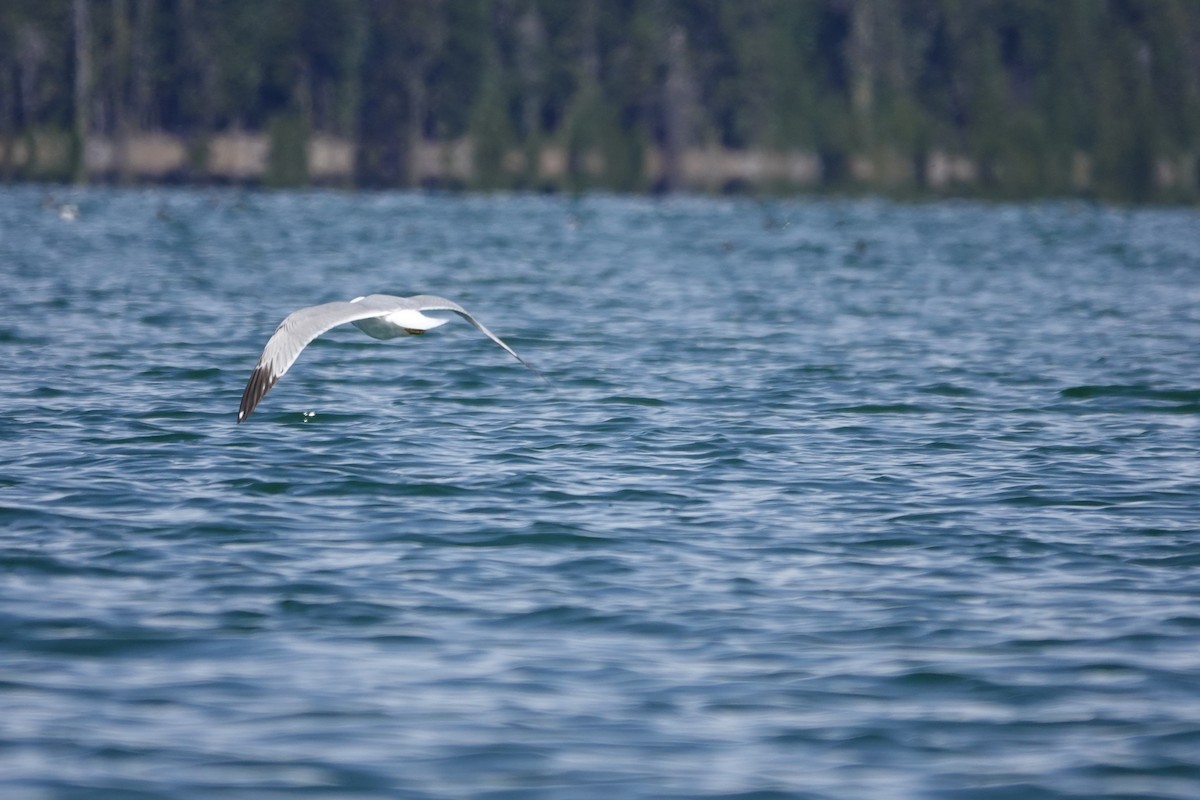 Ring-billed Gull - ML618301748