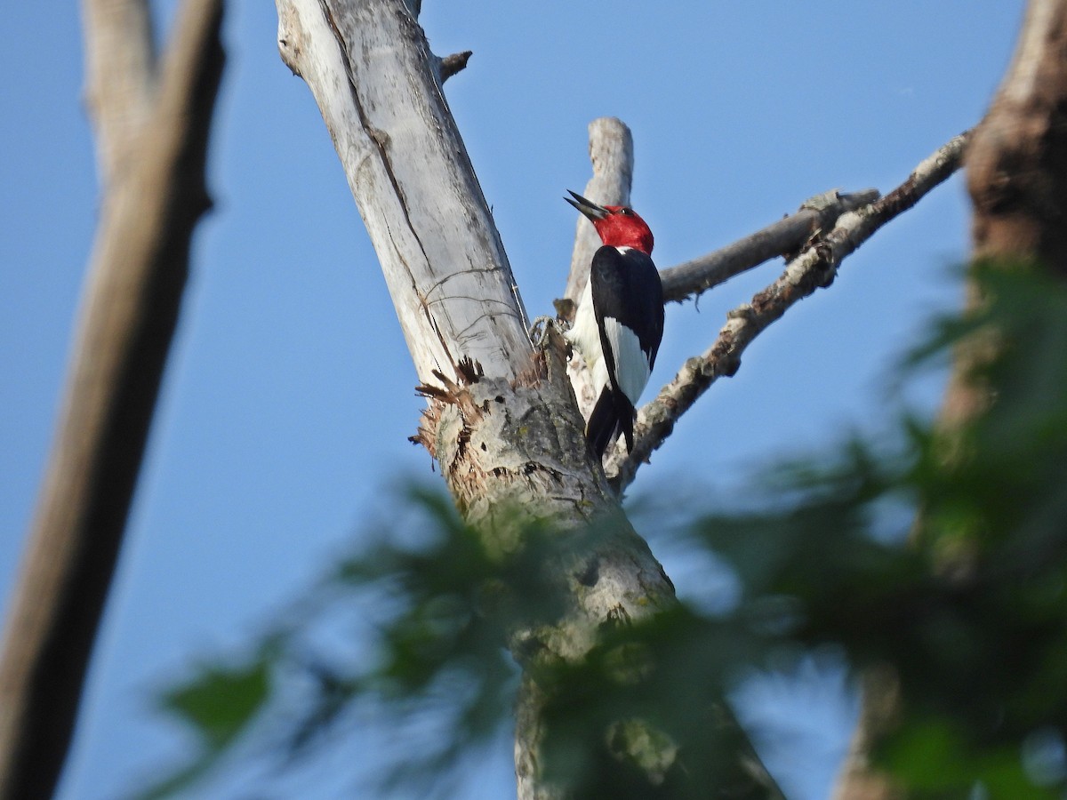 Red-headed Woodpecker - Tom and/or Colleen Becker