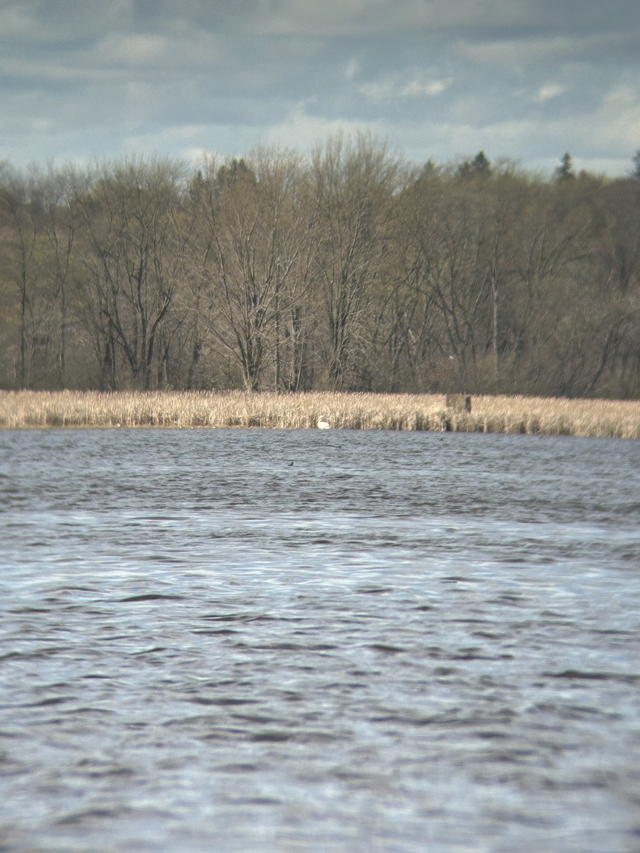 American White Pelican - Carter Stone