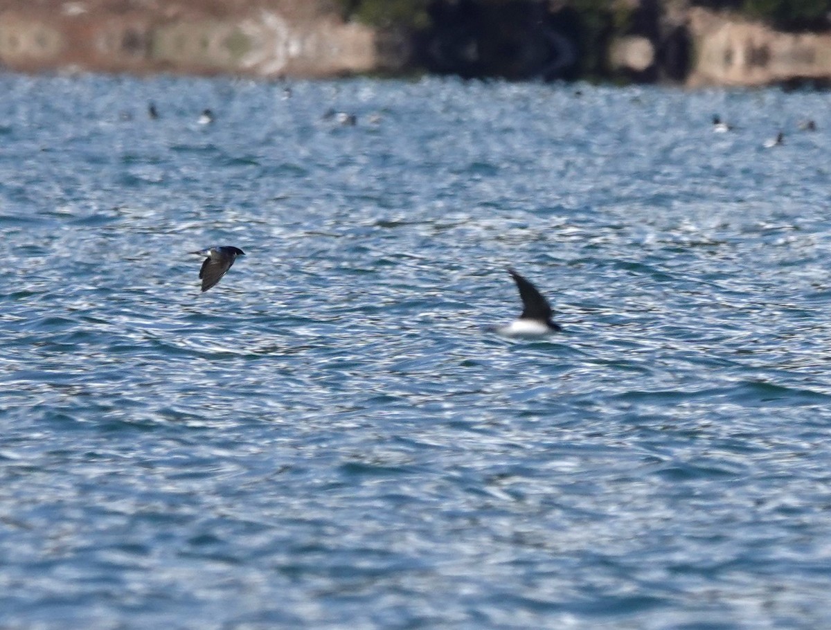 Tree Swallow - ML618301772