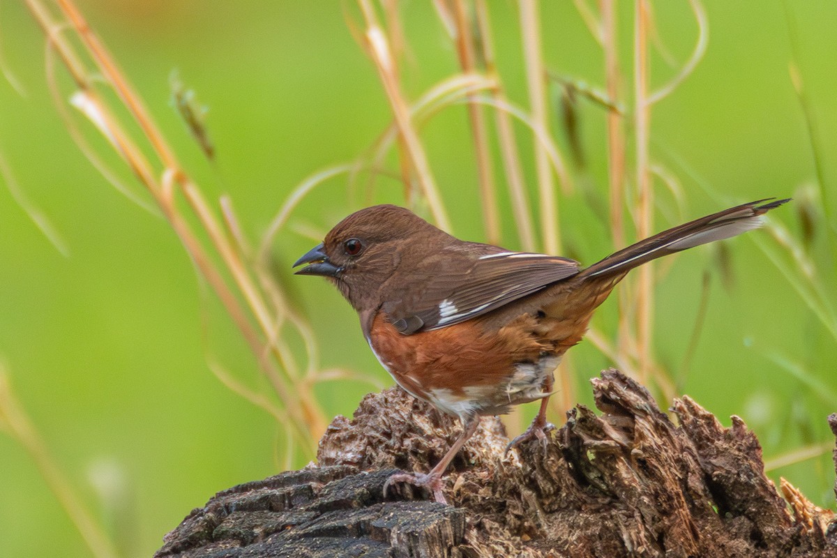 Eastern Towhee - ML618301785