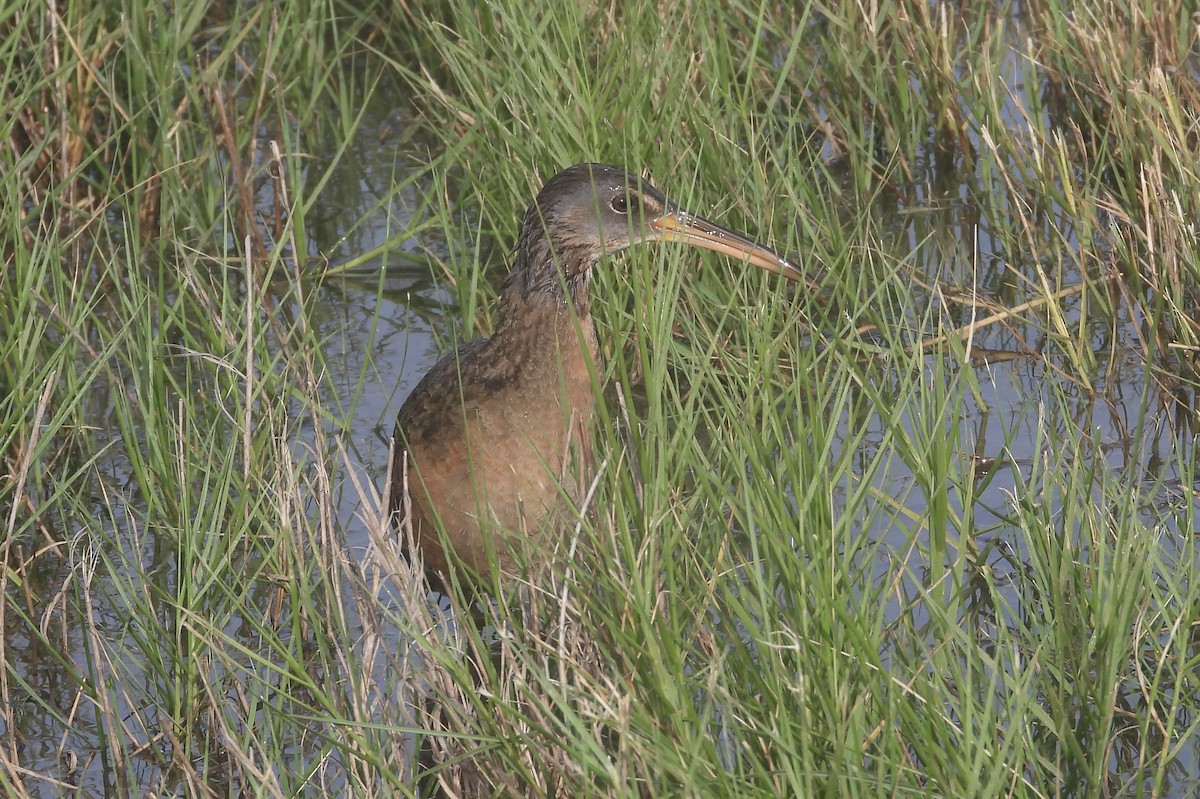 Clapper Rail - ML618301787