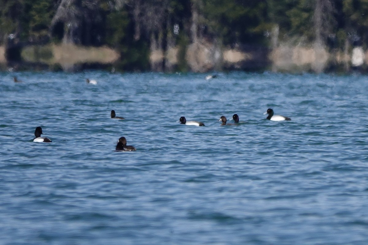 Lesser Scaup - Matthew Hunter