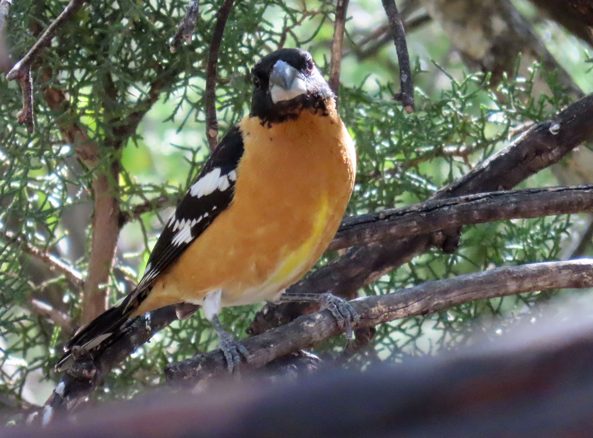 Black-headed Grosbeak - Deanna Nichols