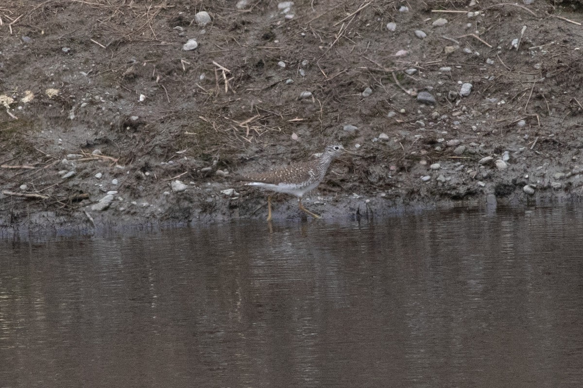 Solitary Sandpiper - ML618301811