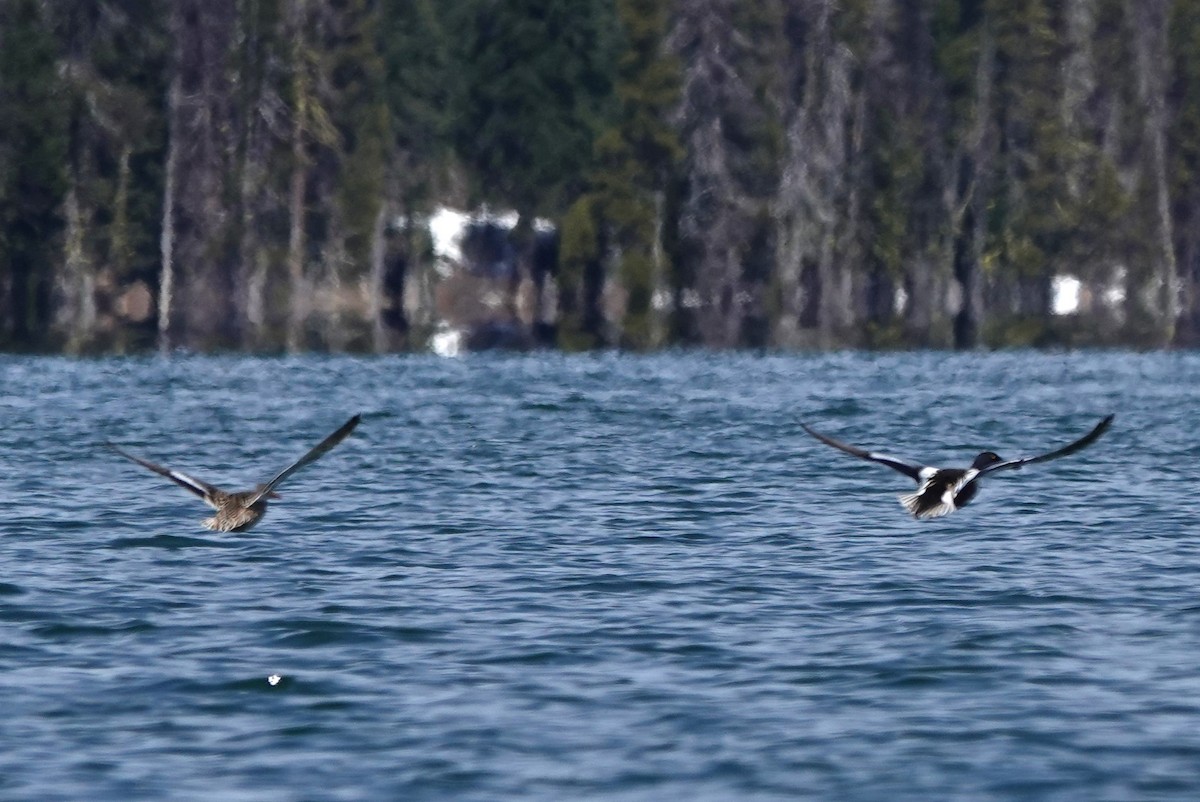 Northern Shoveler - ML618301834