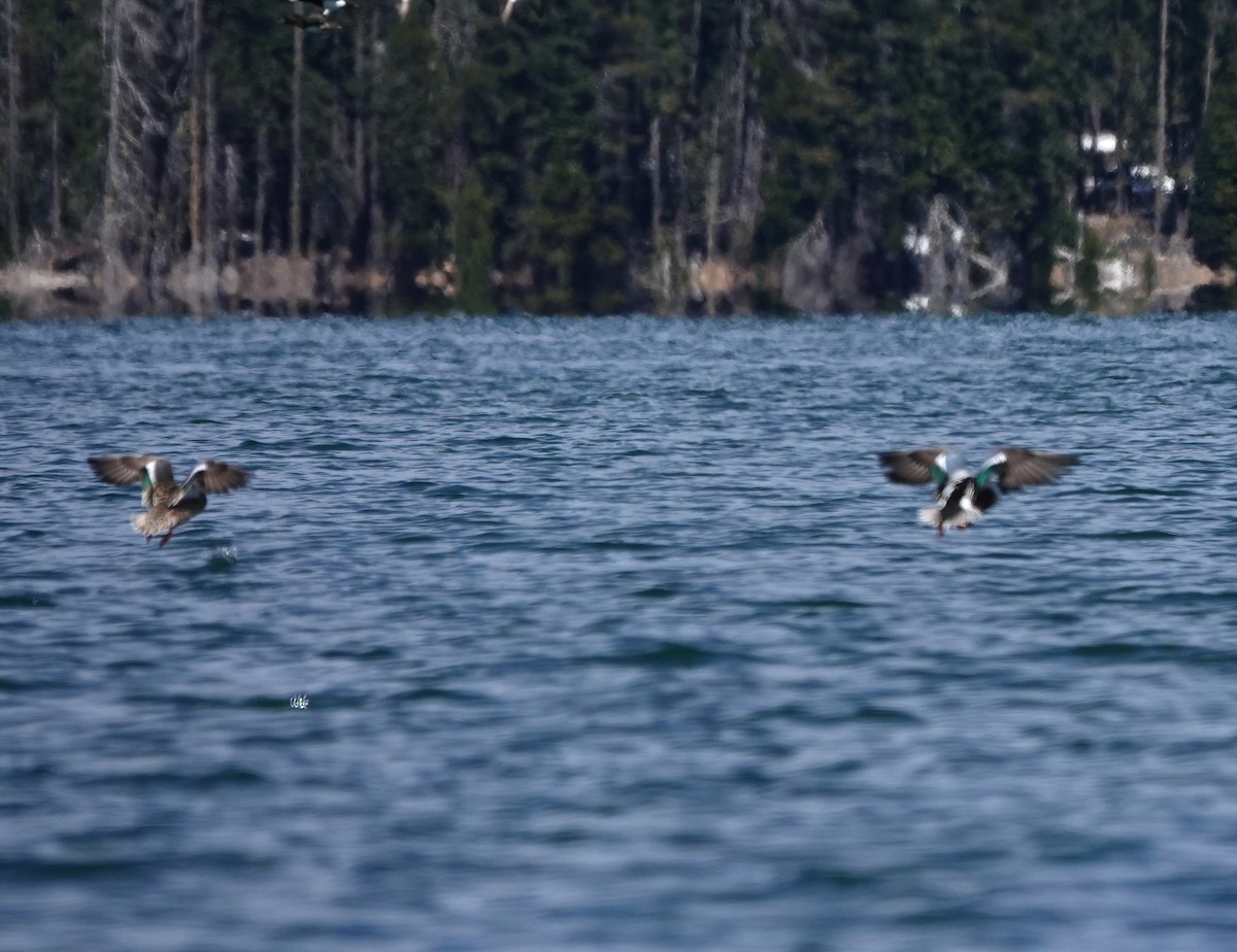 Northern Shoveler - ML618301835