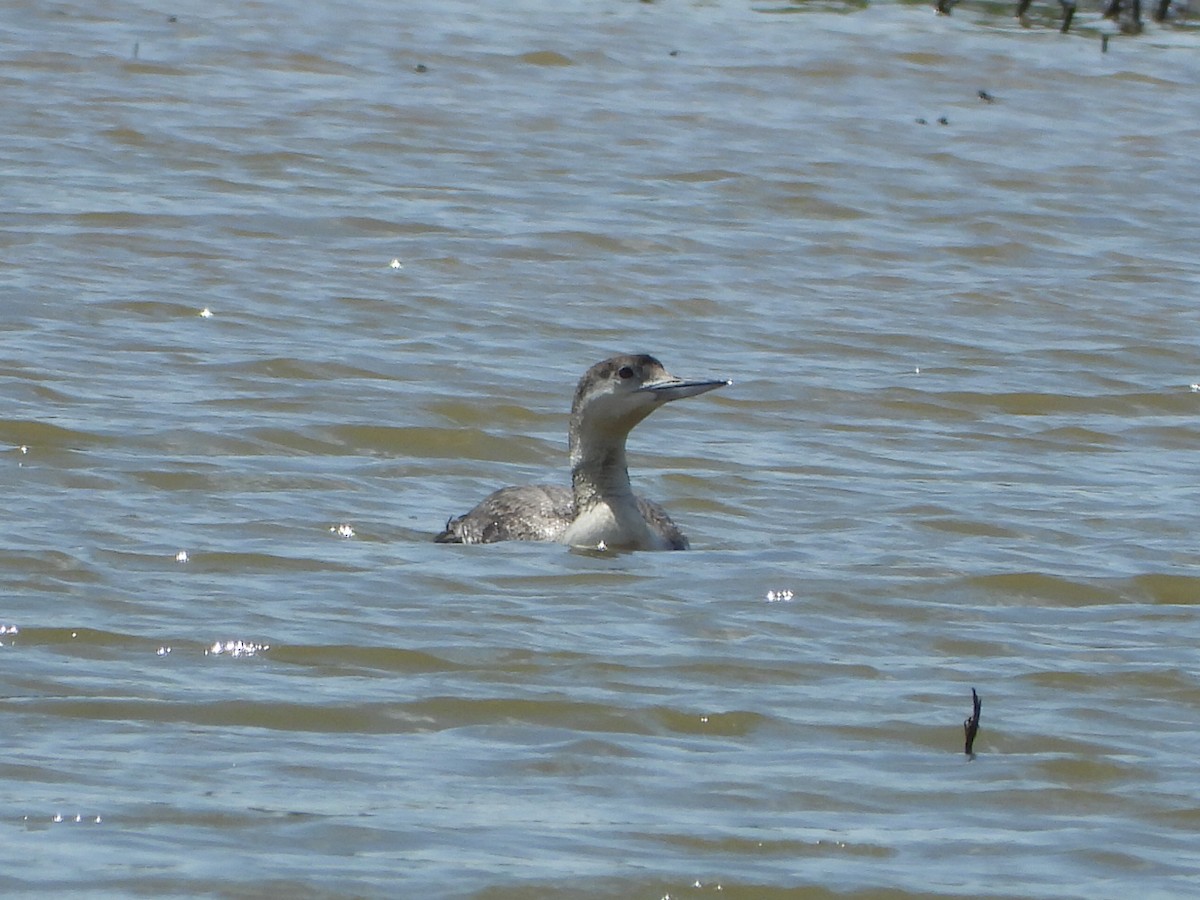 Common Loon - ML618301836