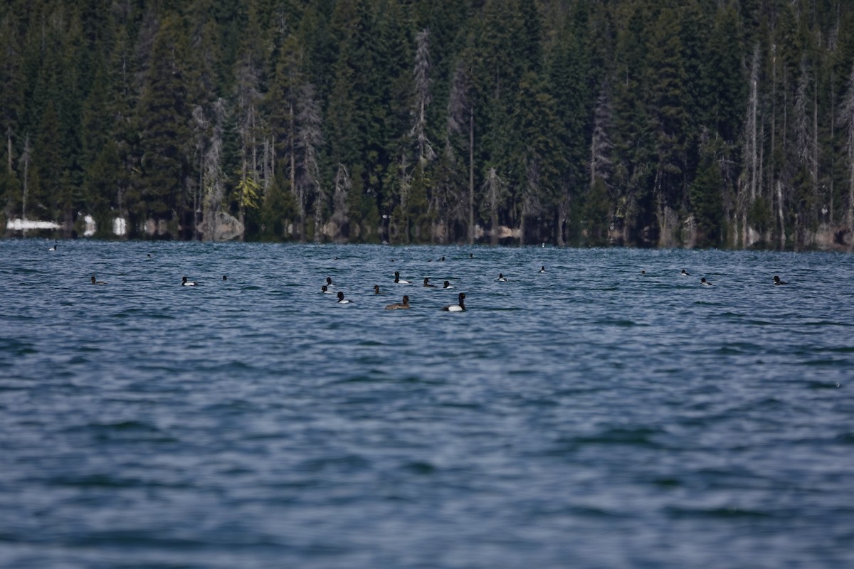 Lesser Scaup - ML618301860