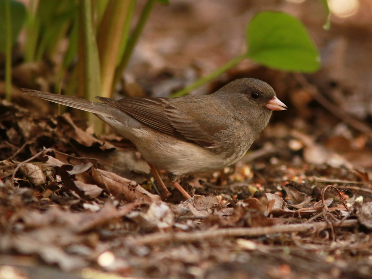 Dark-eyed Junco - ML618301870