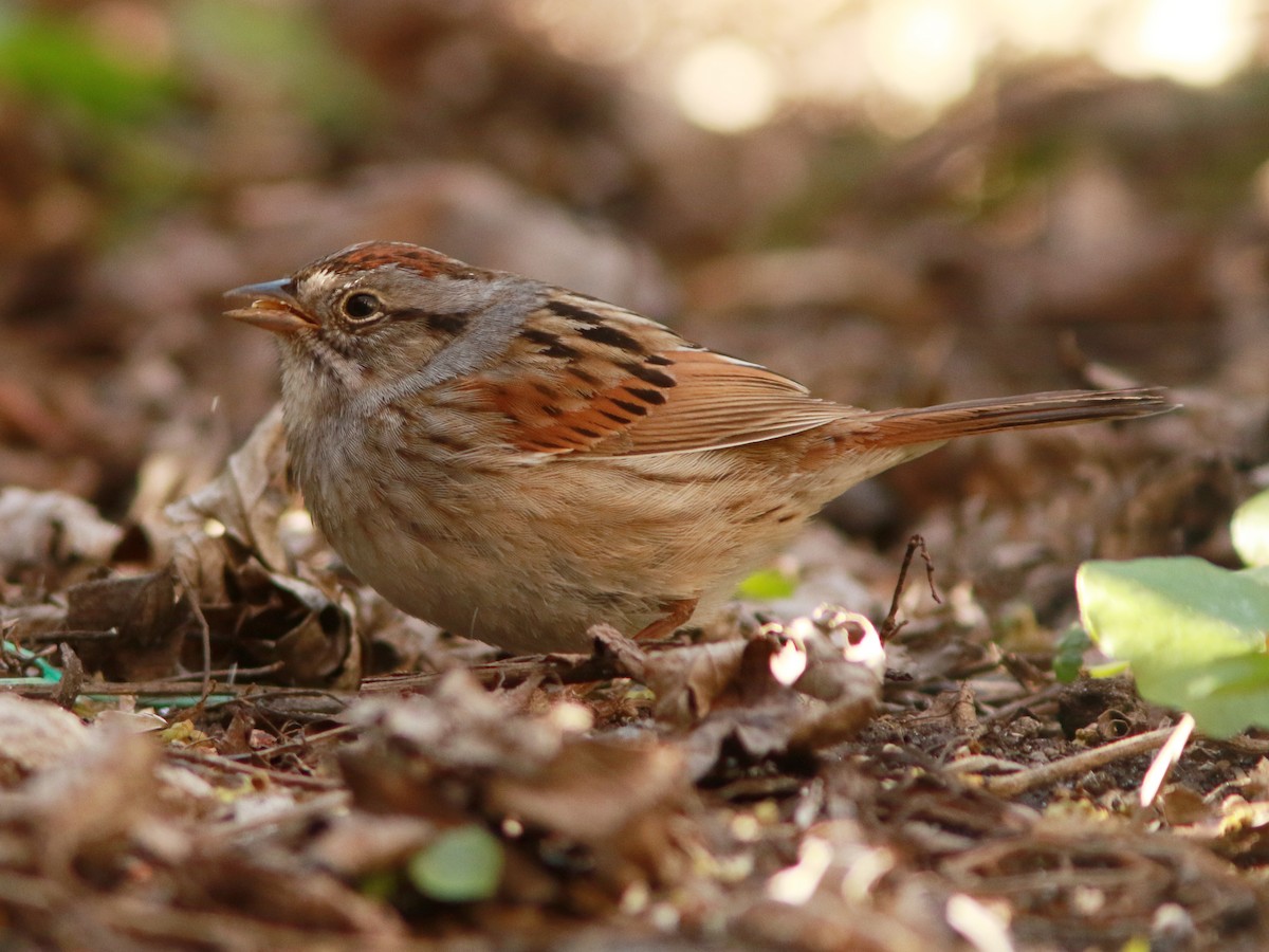 Swamp Sparrow - ML618301877