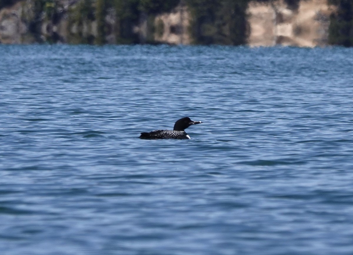 Common Loon - ML618301889